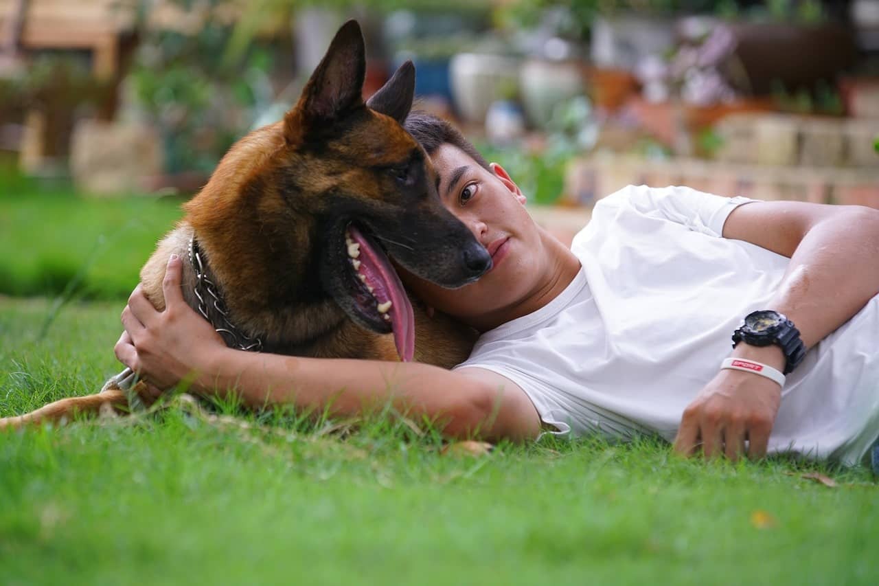 Malinois don't want to be separated with owner