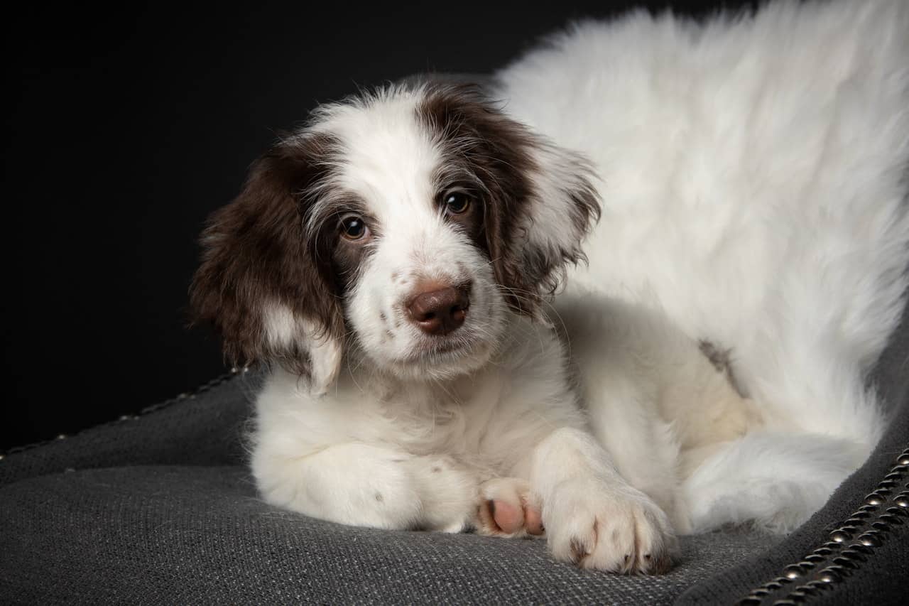 Border Collie Springer Spaniel mix puppy