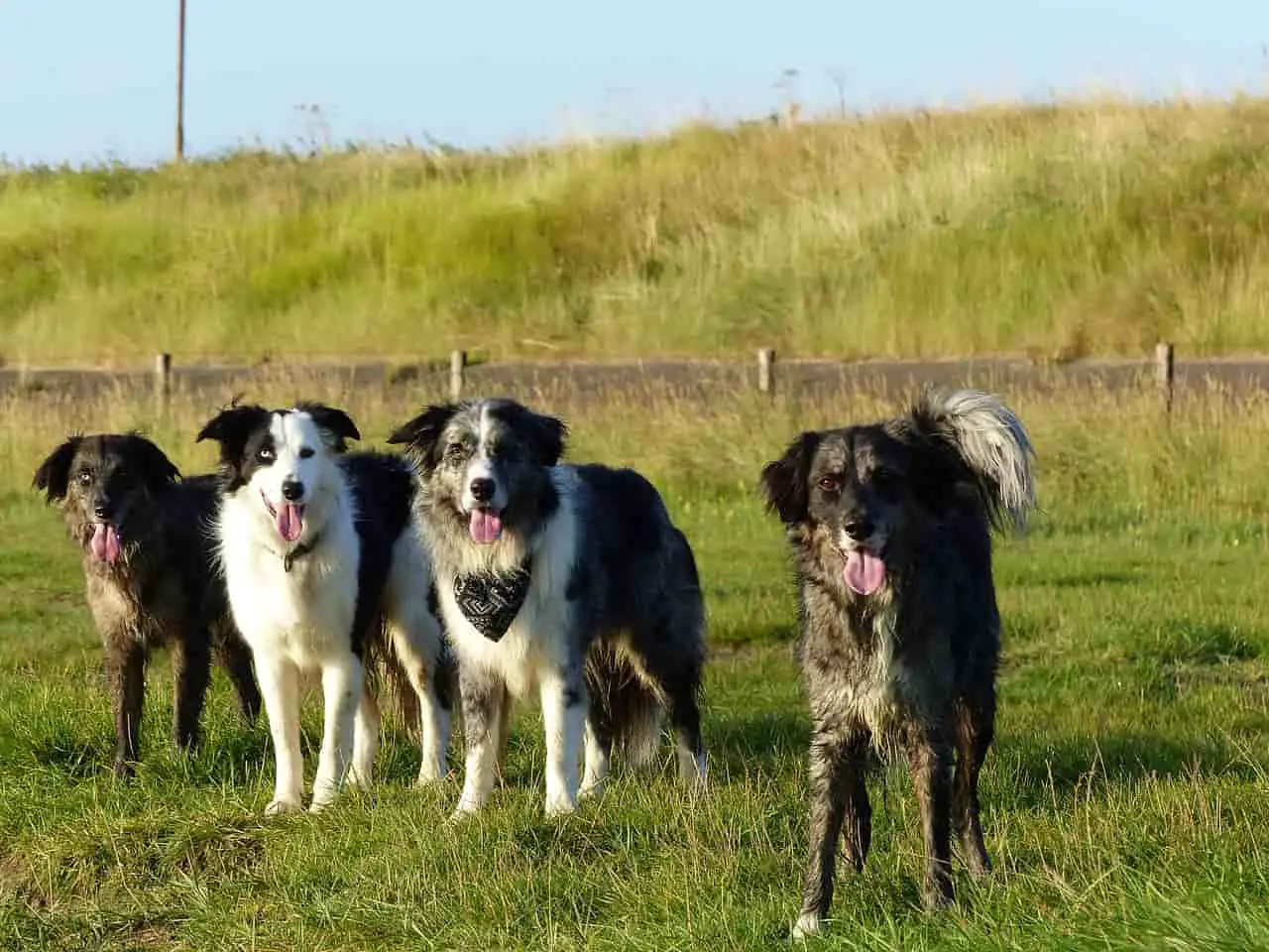 charming and adorable family-friendly Border Collies