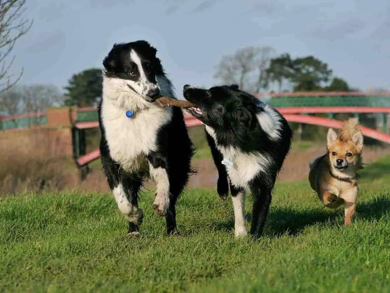 Northumbrian Border Collie showing herding abilities