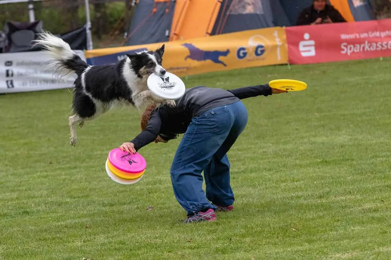 disc dog competition play rules