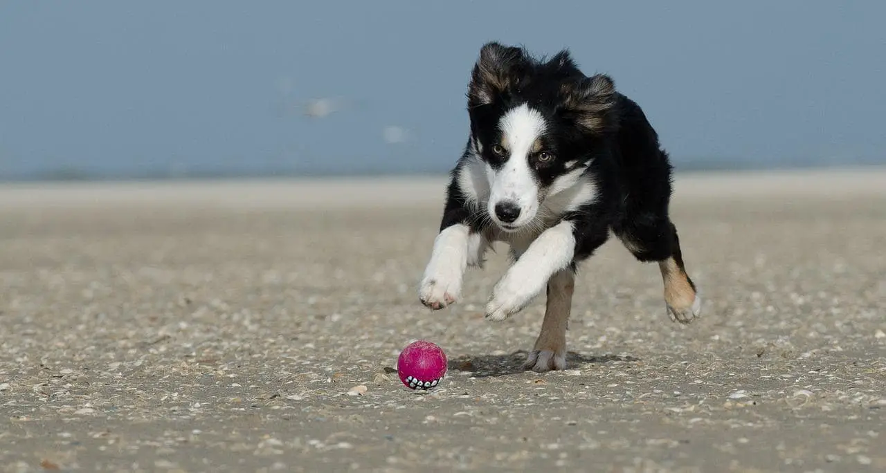 playing fetch with Border Collie