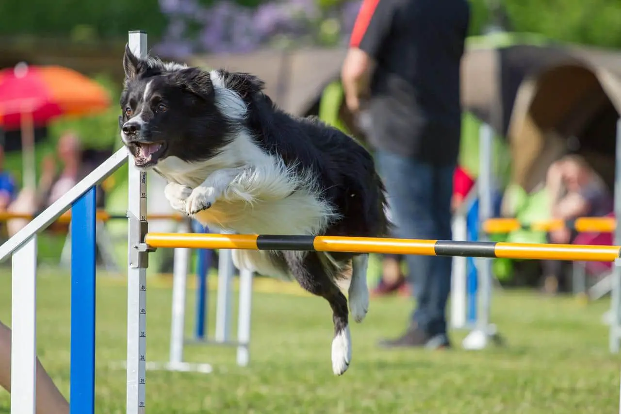 Collie dominating agility