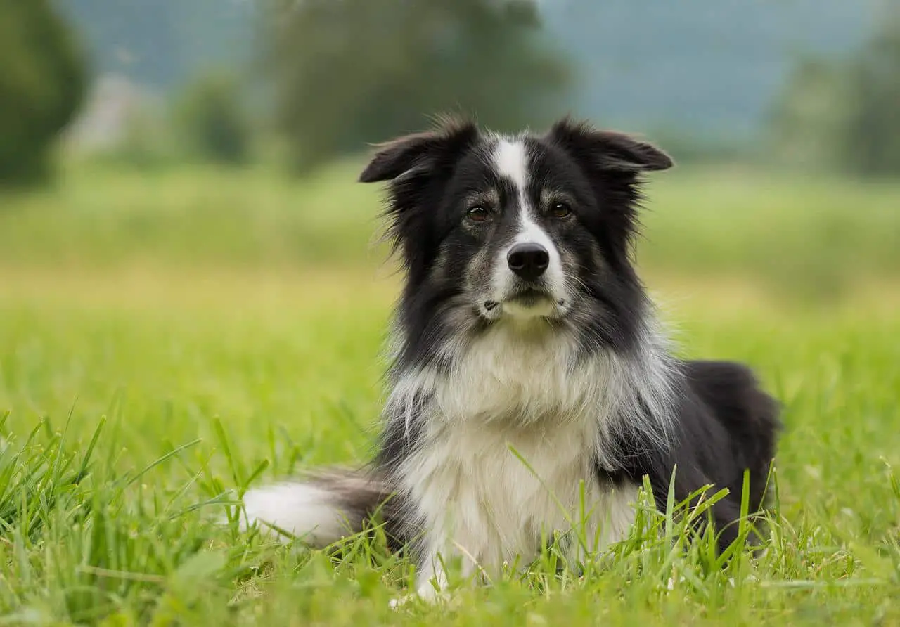 Border Collie waiting for commands