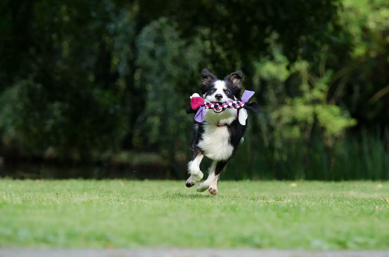 training your Collies
