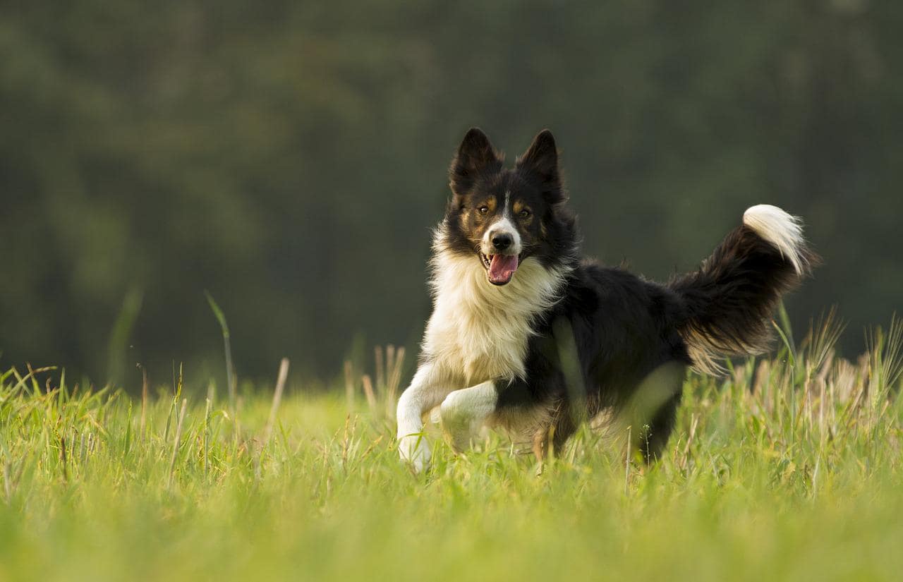 well-groomed Border Collie even outdoors