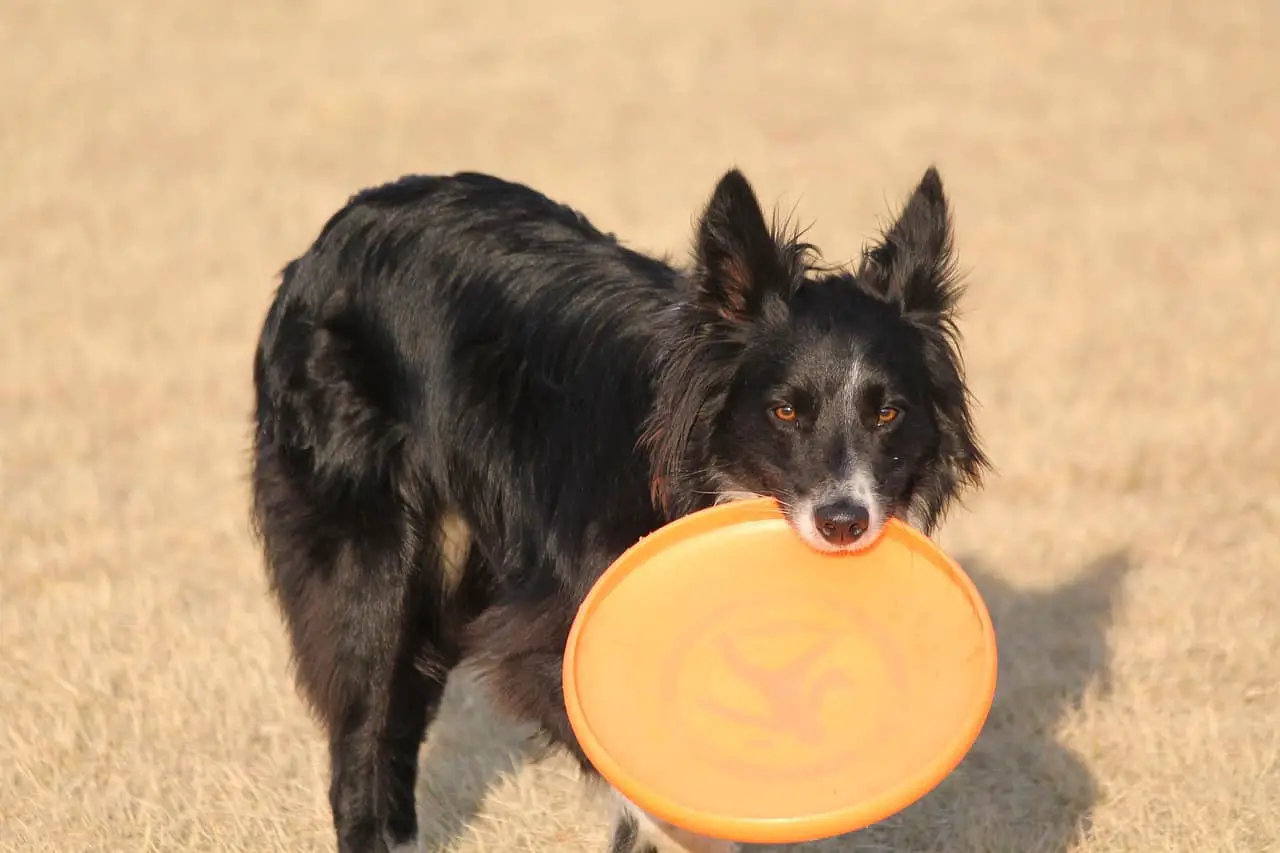 Collie happy with disc