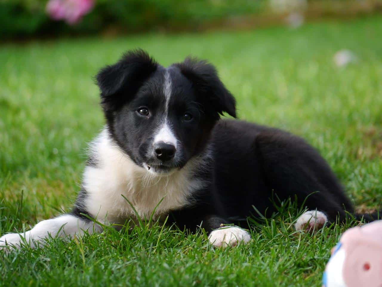 puppy ready for obedience training