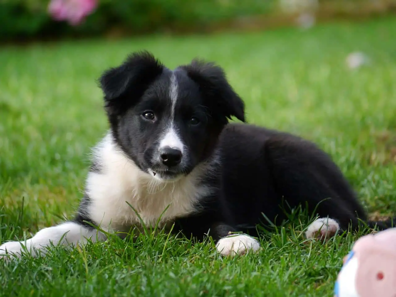 Border Collie pup lying on grass