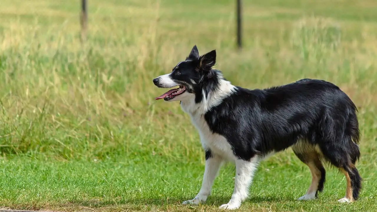 preparing Border Collie for obedience training