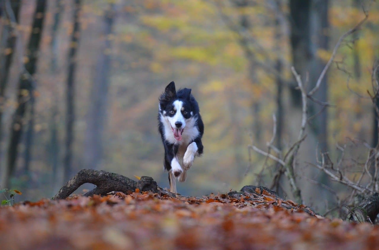 Border Beagle running in the middle of the woods