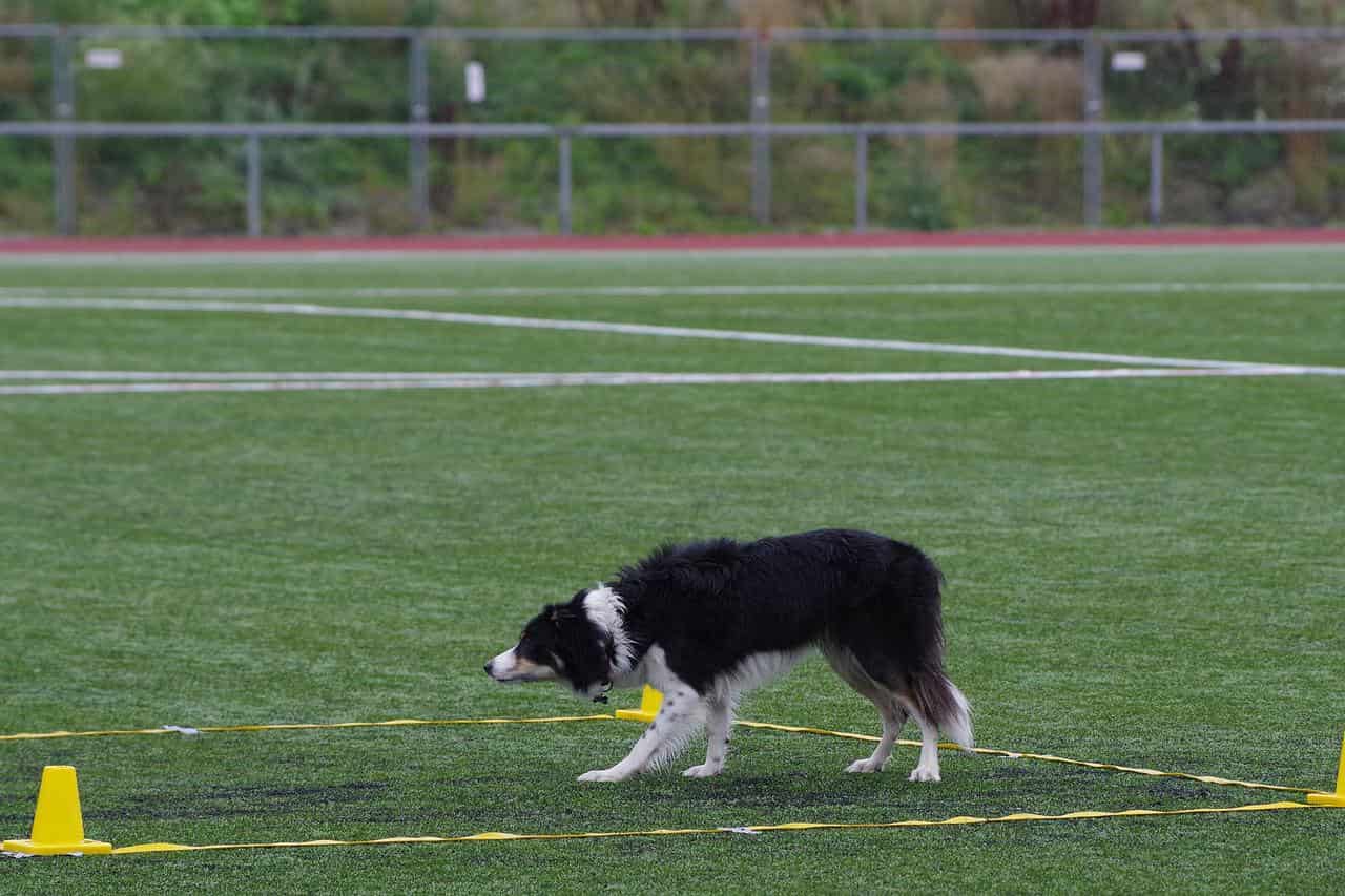 Collie trained for stay