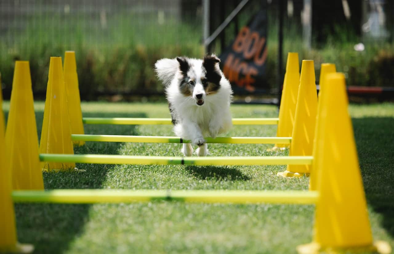 Collie built for agility