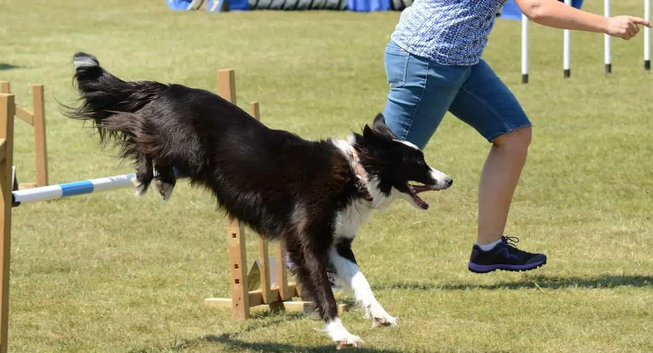 Collie completed a jump agility