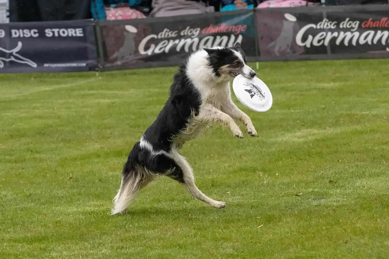 Border Collie and disc sport