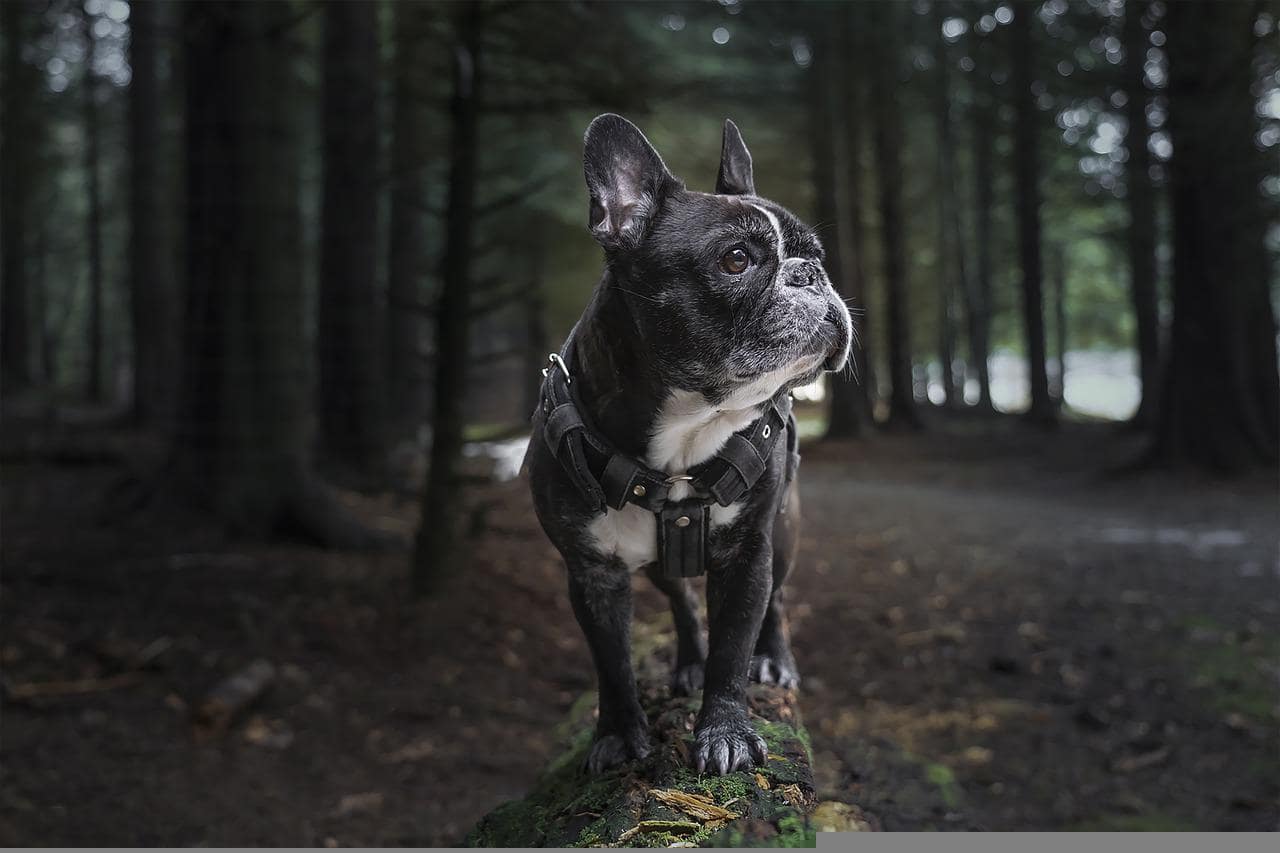 French Bulldog looking far away