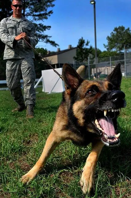 German Shepherd working as a police dog