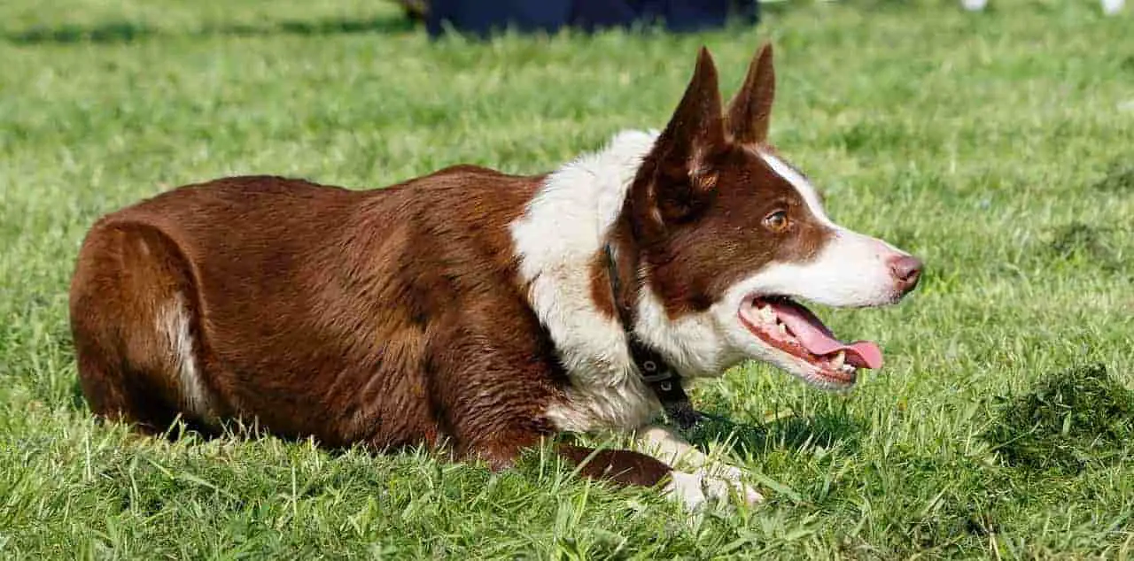 shiny coat Northumbrian Border Collie in grass