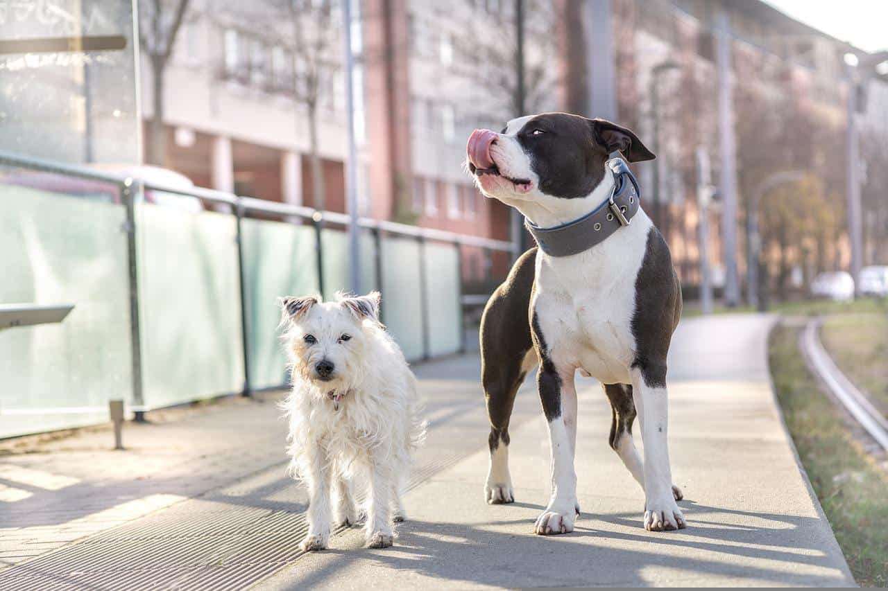 Border Pit with other pets