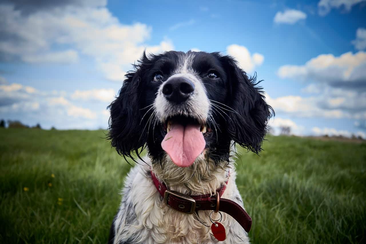 Sprollie enjoying the outdoors