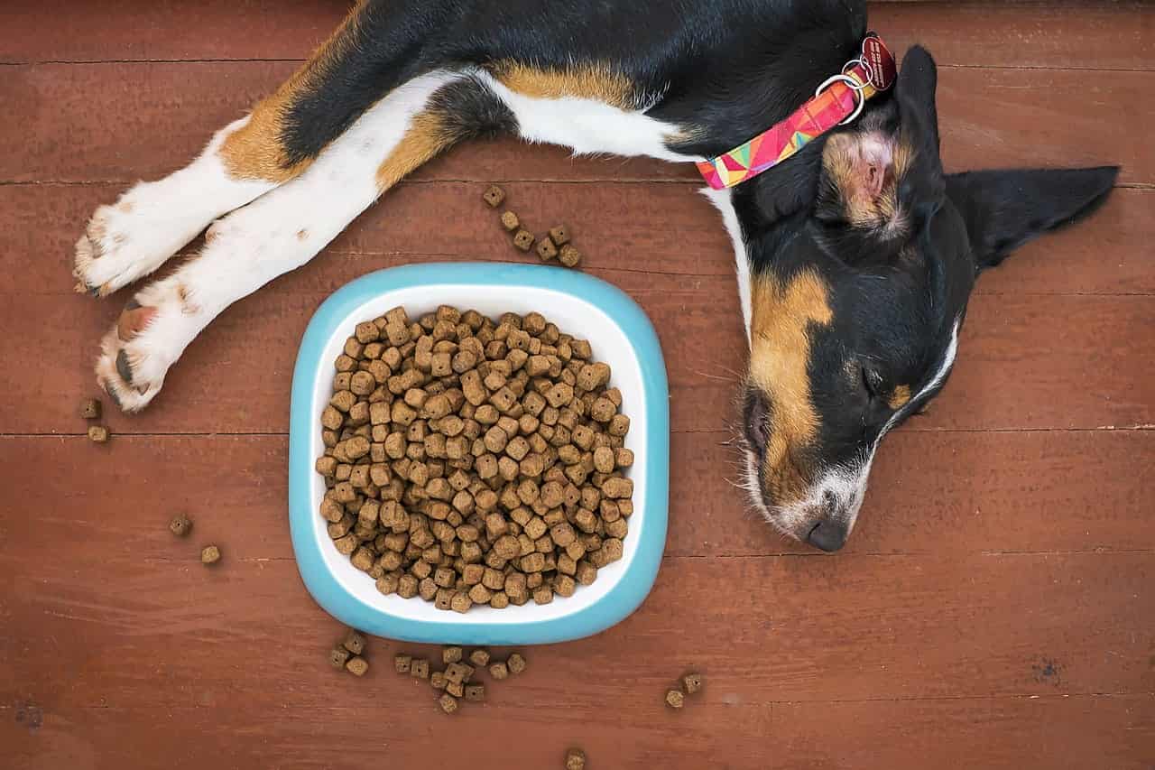 dog loving its kibble