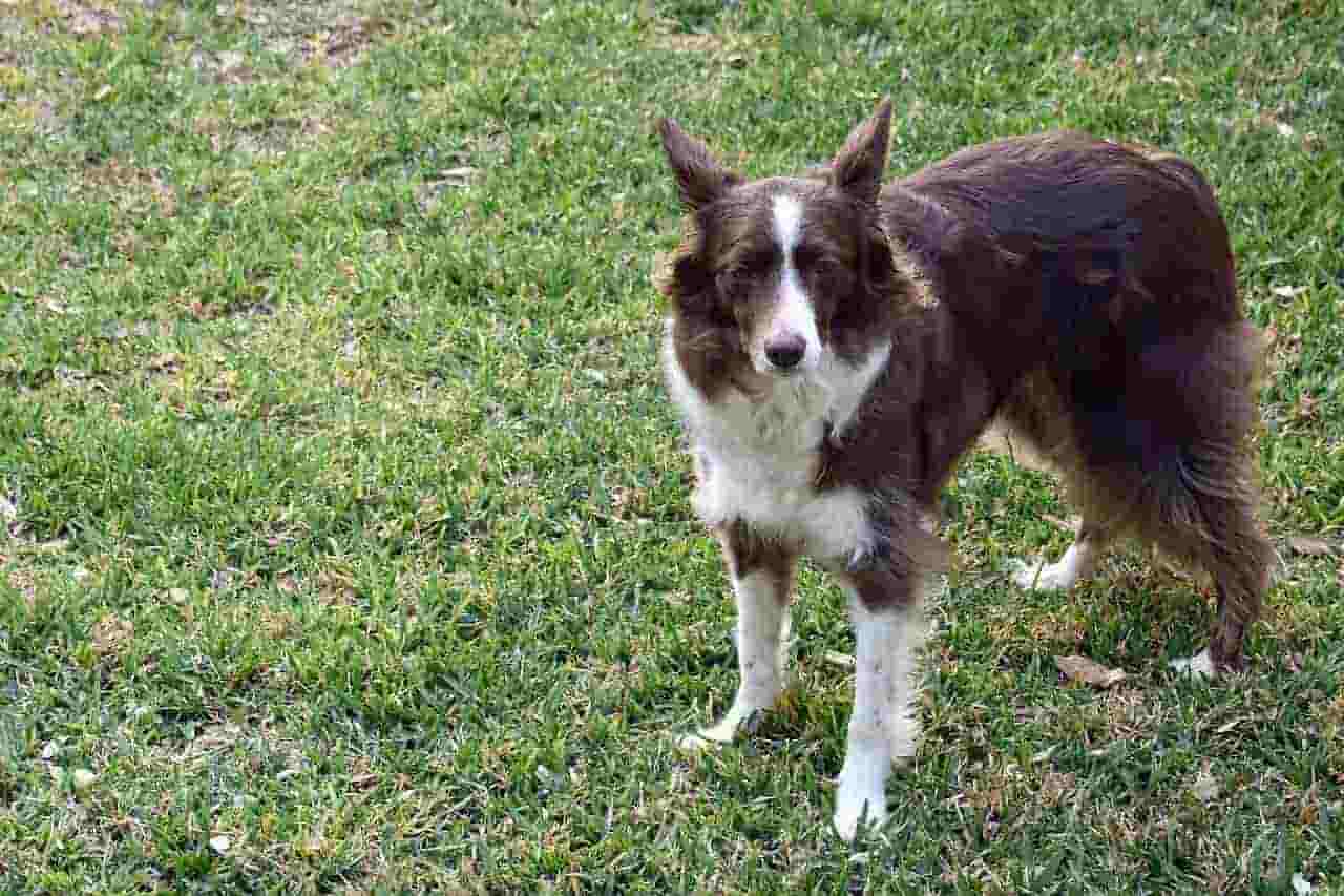 well-groomed Northumbrian Border Collie