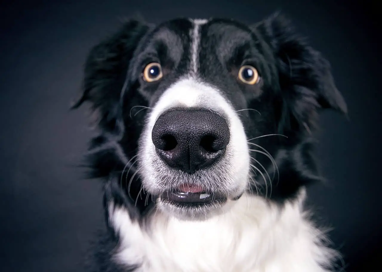 Border Collie with eyes wide open