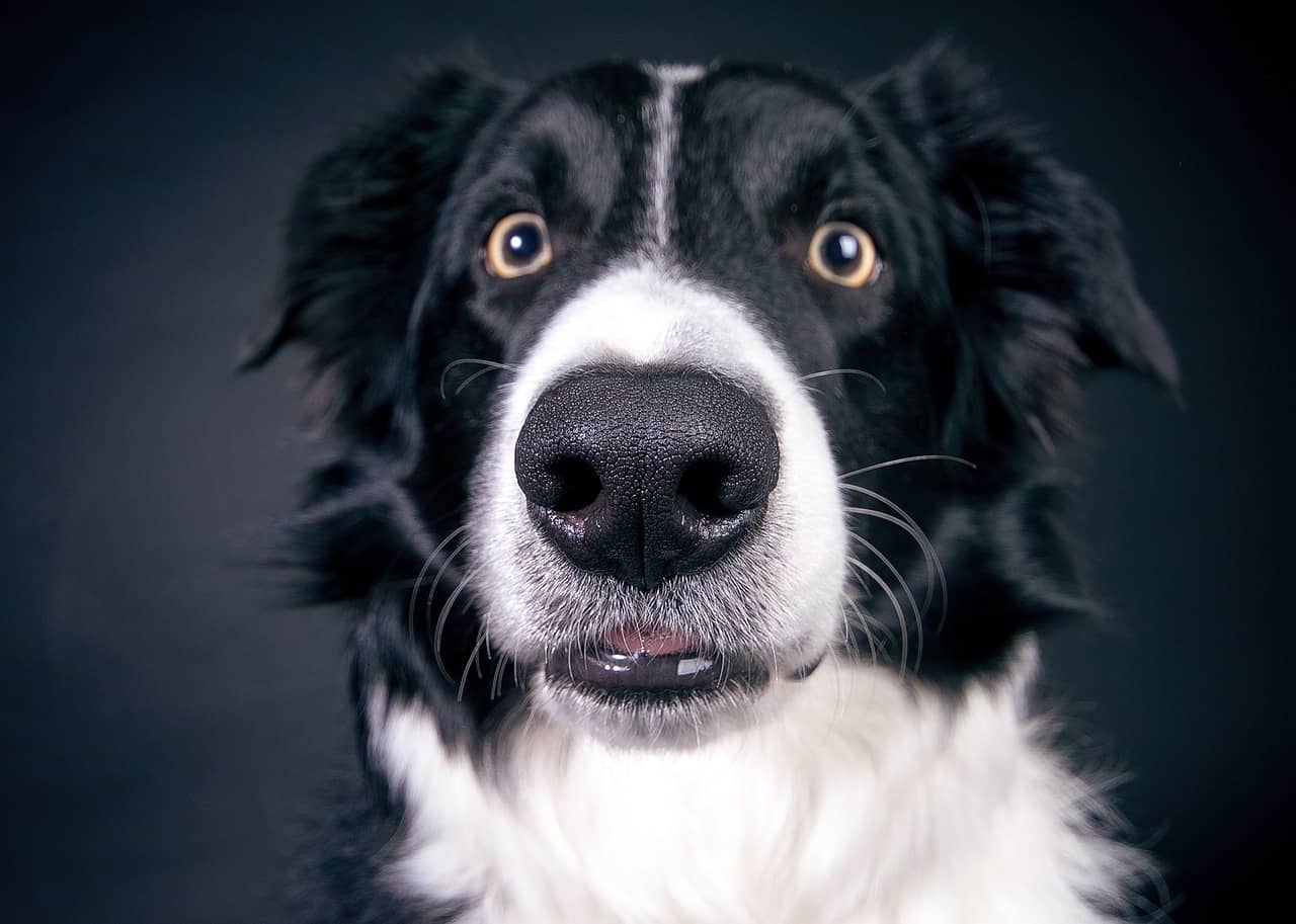 black and white Border Collie