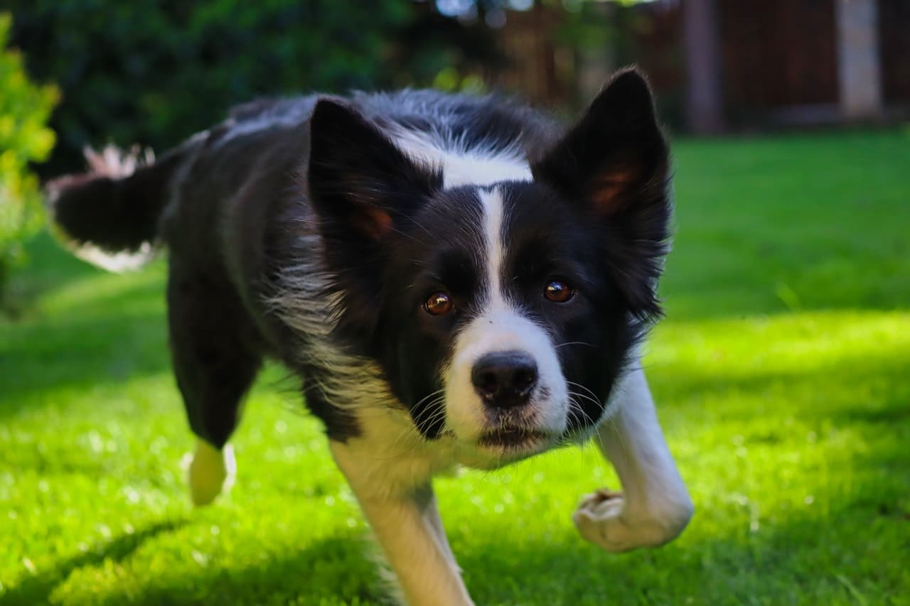 should you cut your Collie's hair?