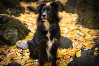 black border aussie sitting on the leaves