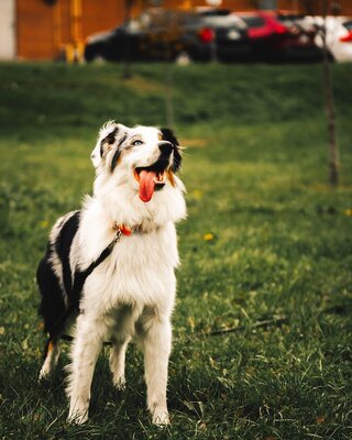 white with black fur border collie