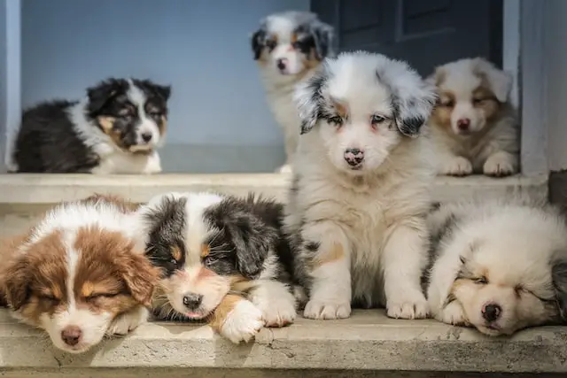 group of white puppies on the floor