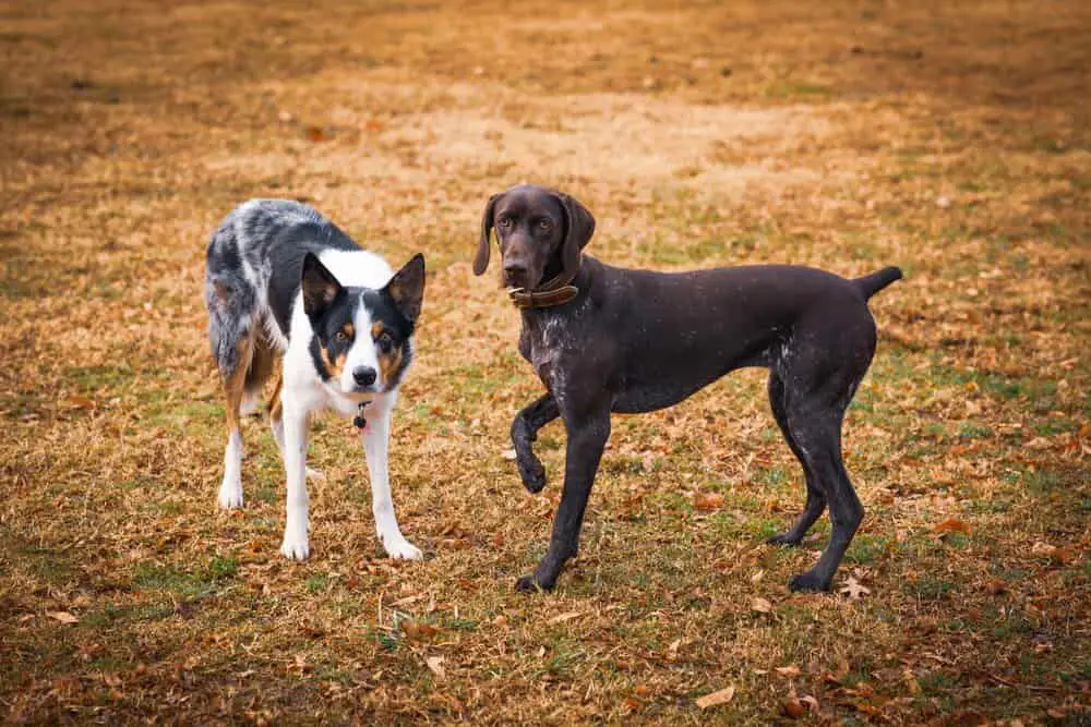 two dogs getting along together