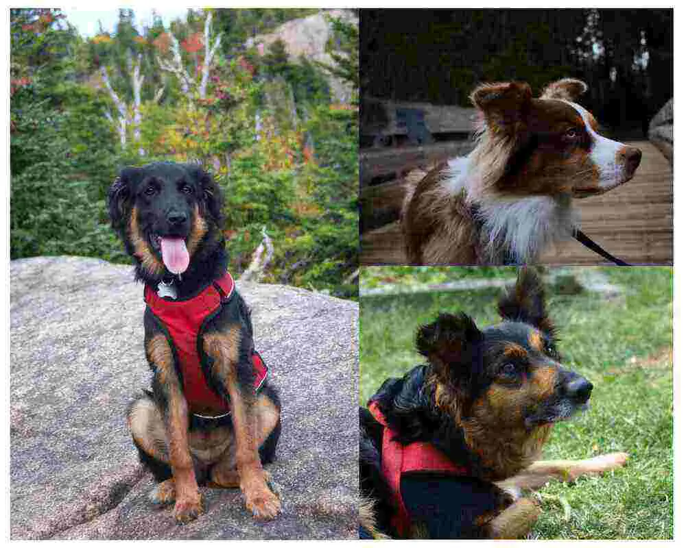 three pictures of a border collie german shepherd mix