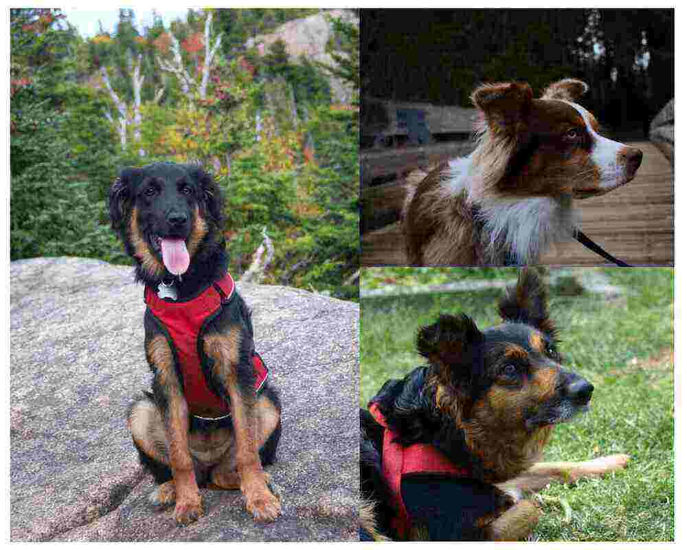 three pictures of a border collie german shepherd mix