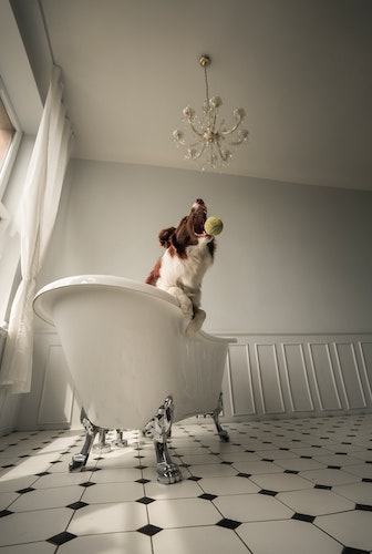 brown white dog sitting on bathtub