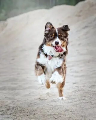 brown dog running on sand