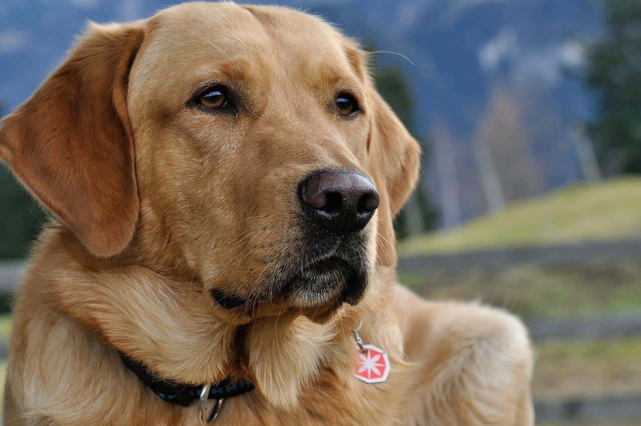 brown Labrador looking far ahead