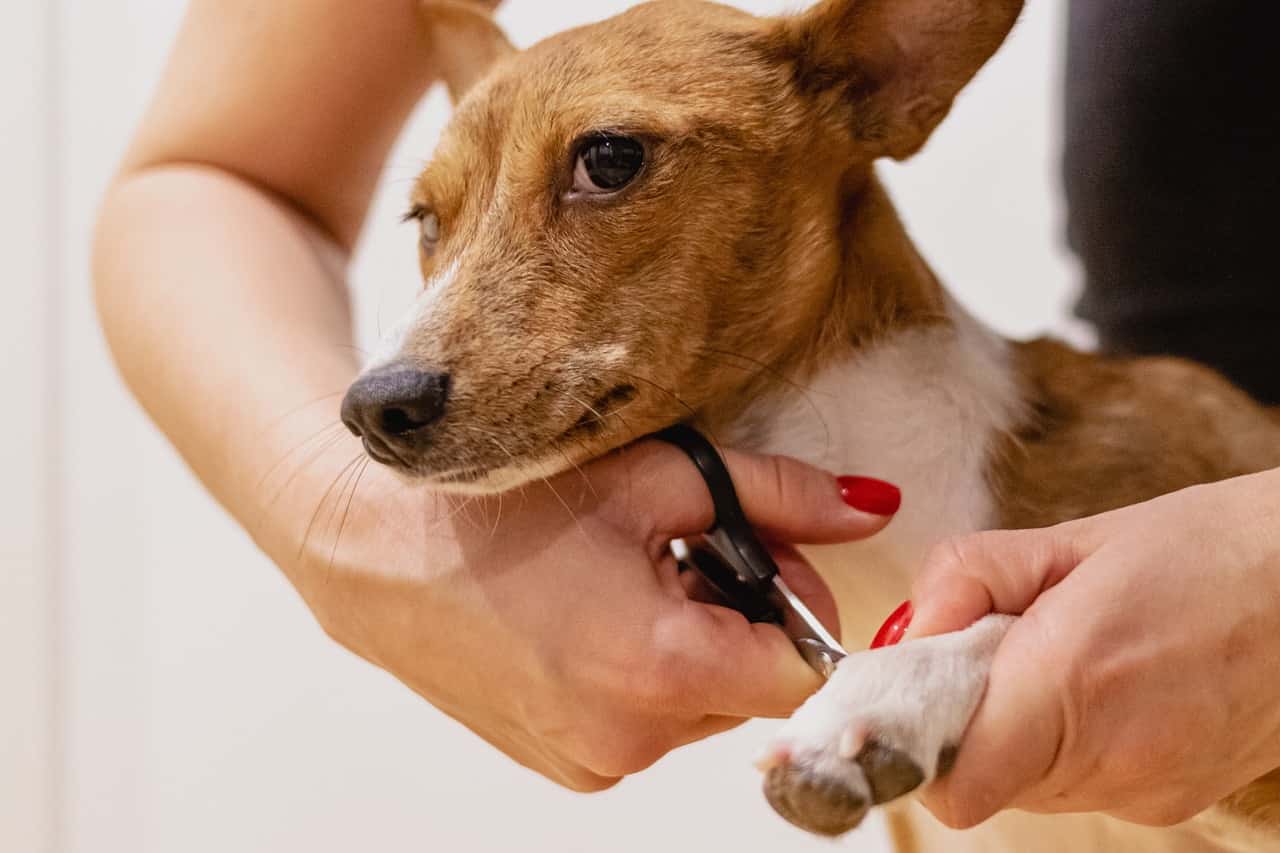 dog used to nail trimming