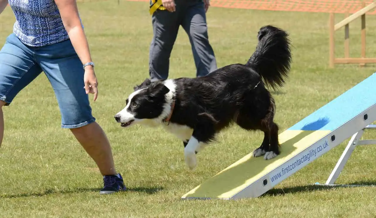 Border Collie passing seesaw