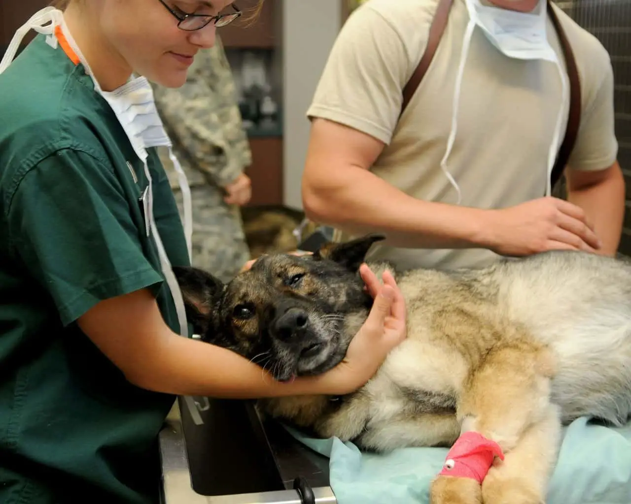 dog receiving elbow dysplasia treatment
