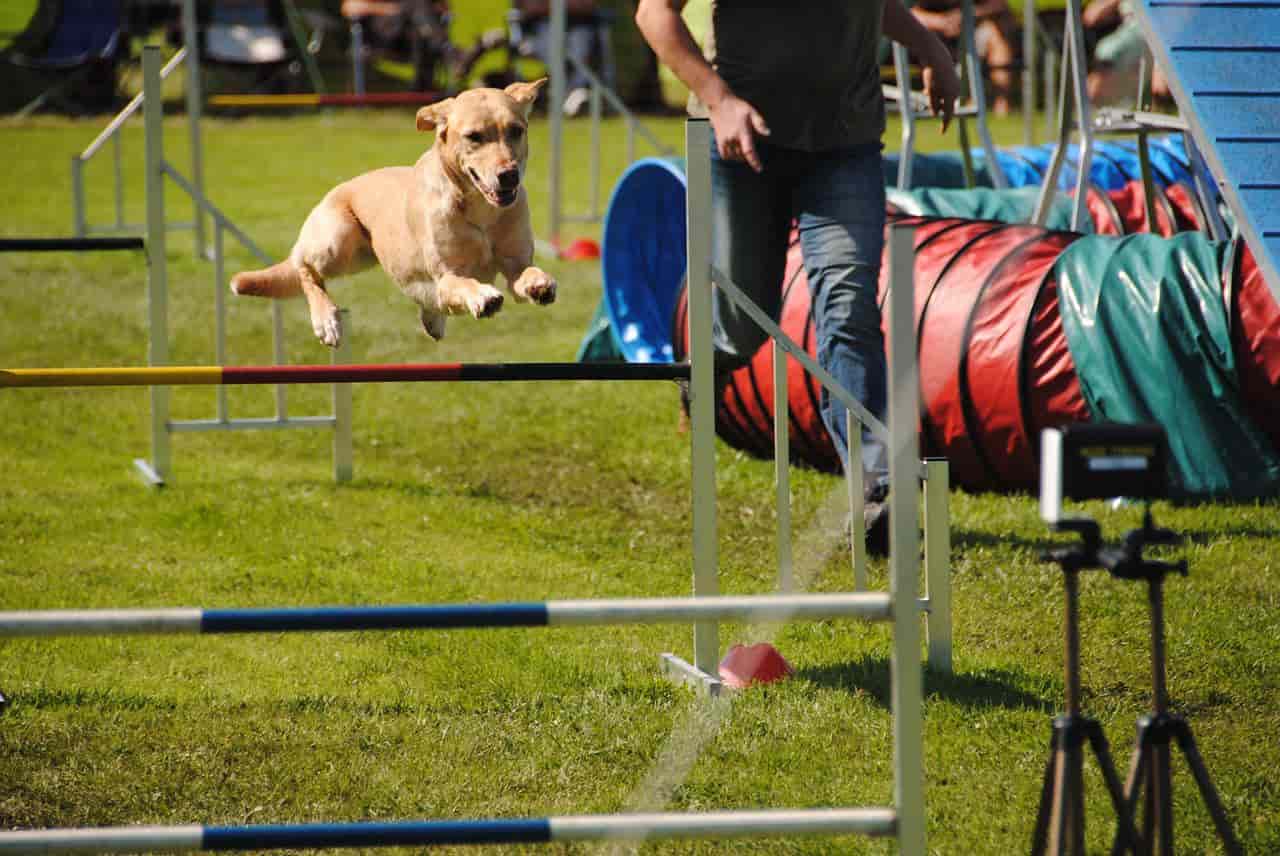 training your dog for flyball