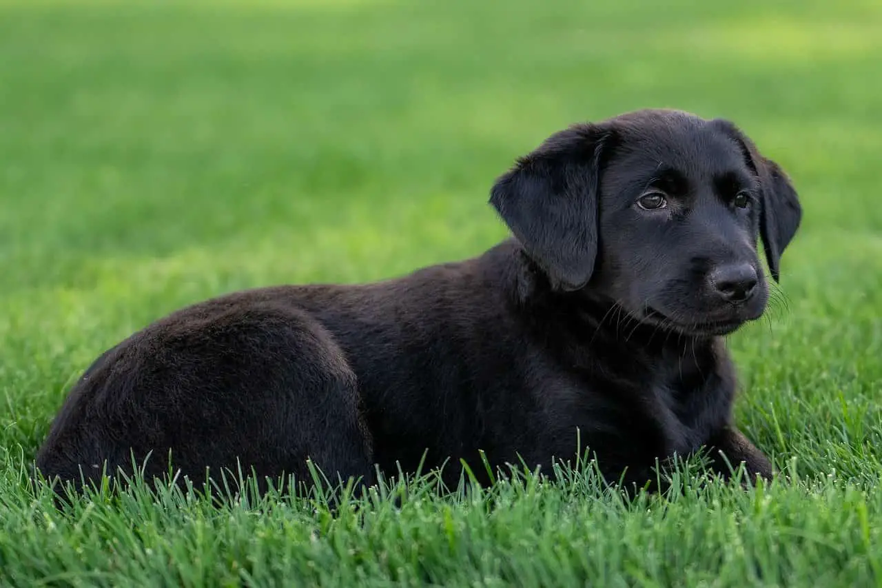 black Borador puppy