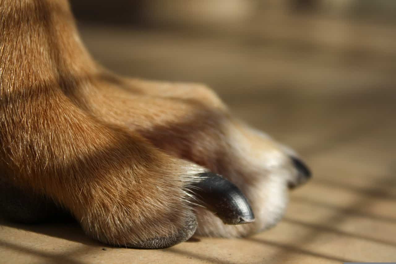 dog with black toe nail