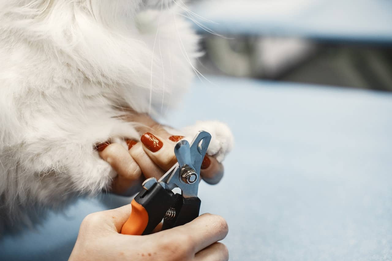 equipment to cut dog nails