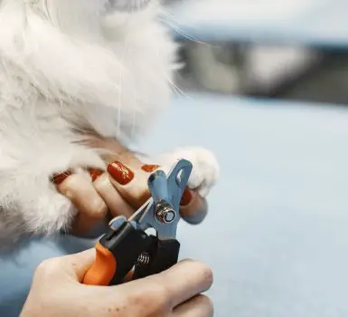 equipment to cut dog nails