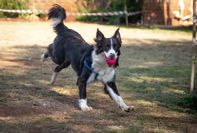 exercising Border Collie