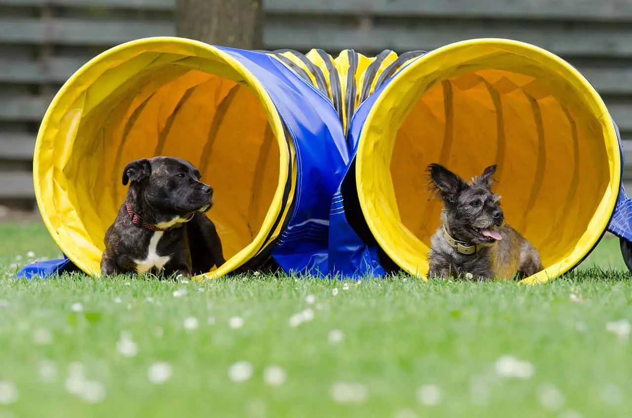 tunnel practice for dogs