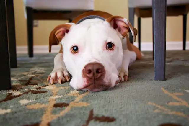 dog on the floor staring