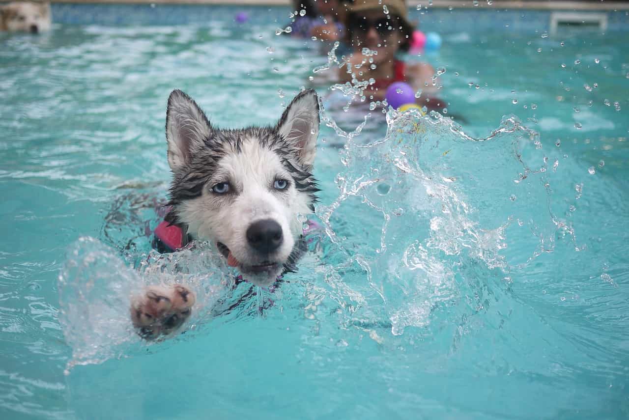 swimming to alleviate elbow dysplasia